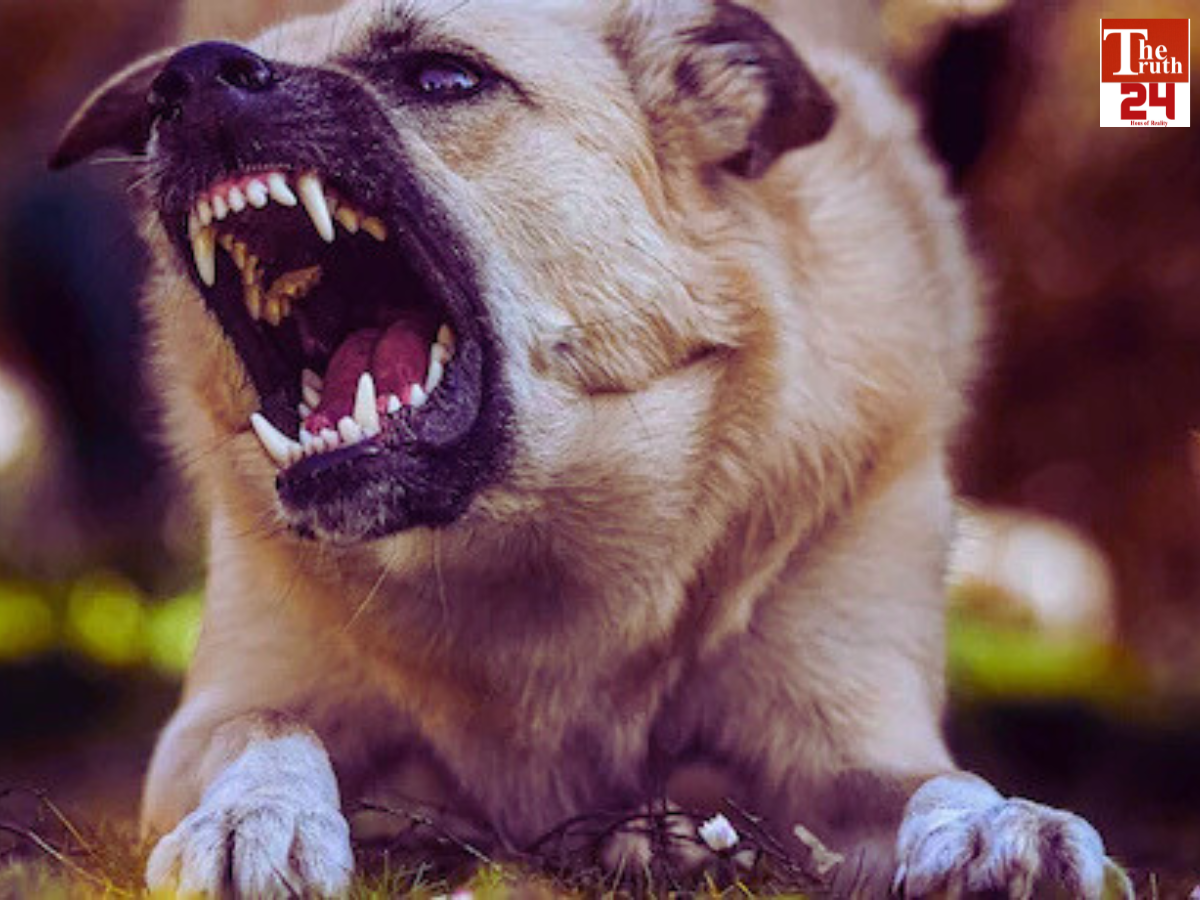 dog bite case