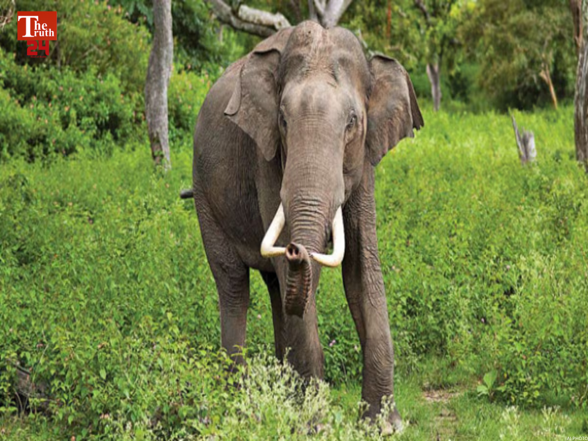jharkhand elephant