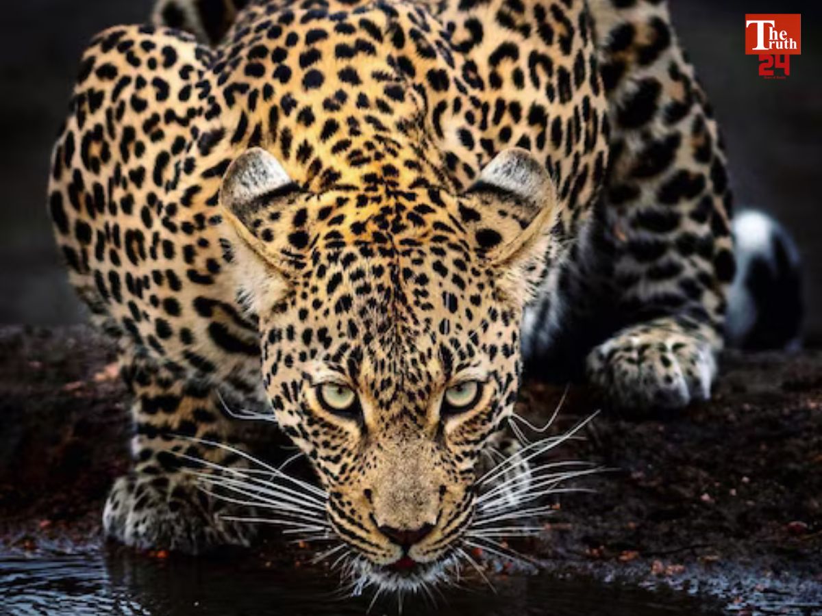 panna tiger reserve
