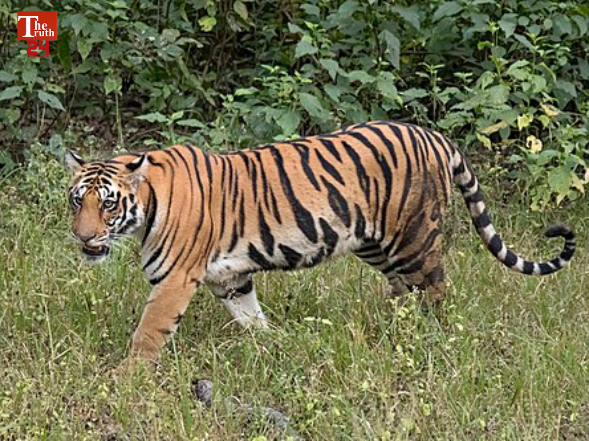 ramnagar tiger attack