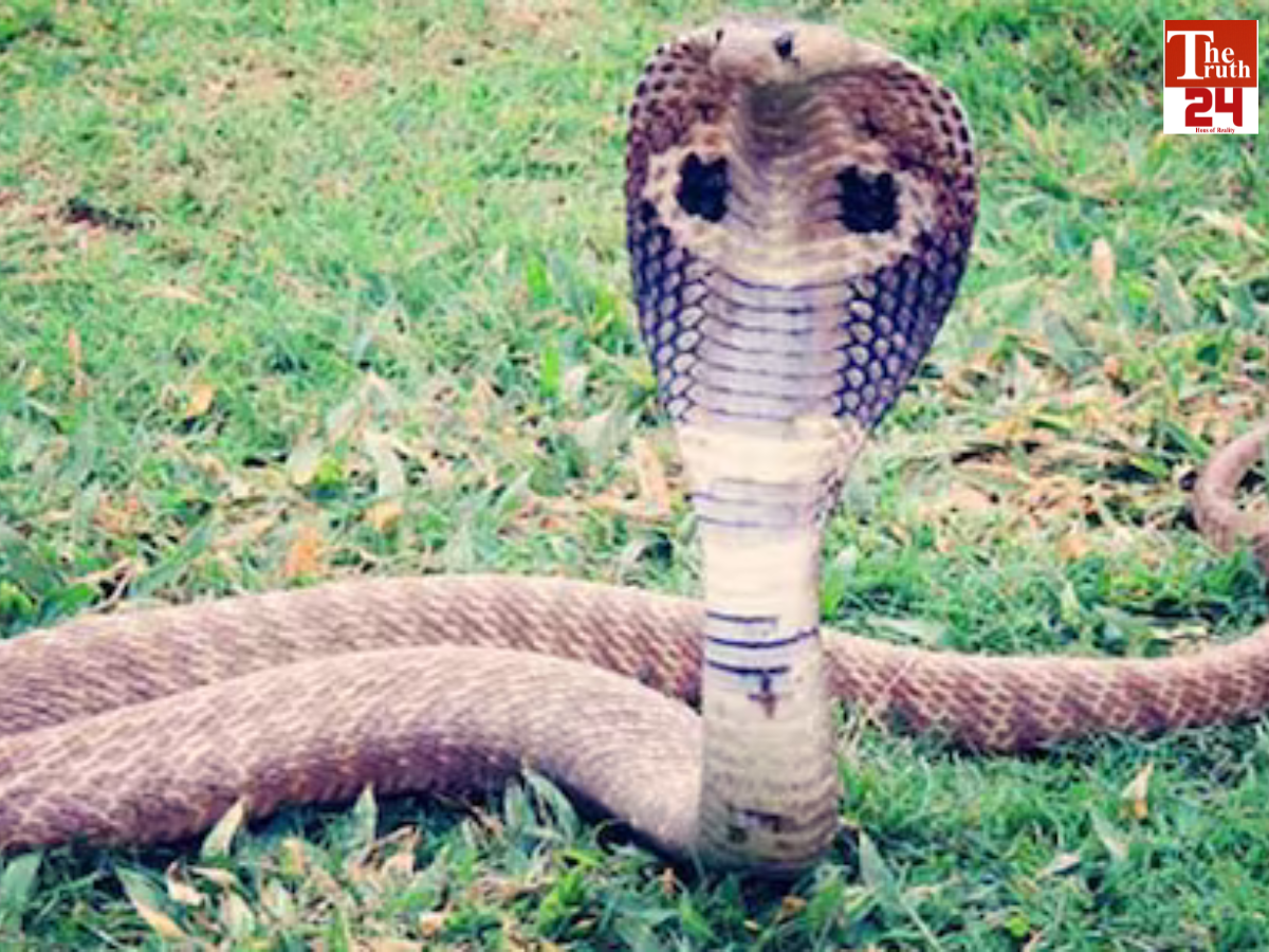 snake news