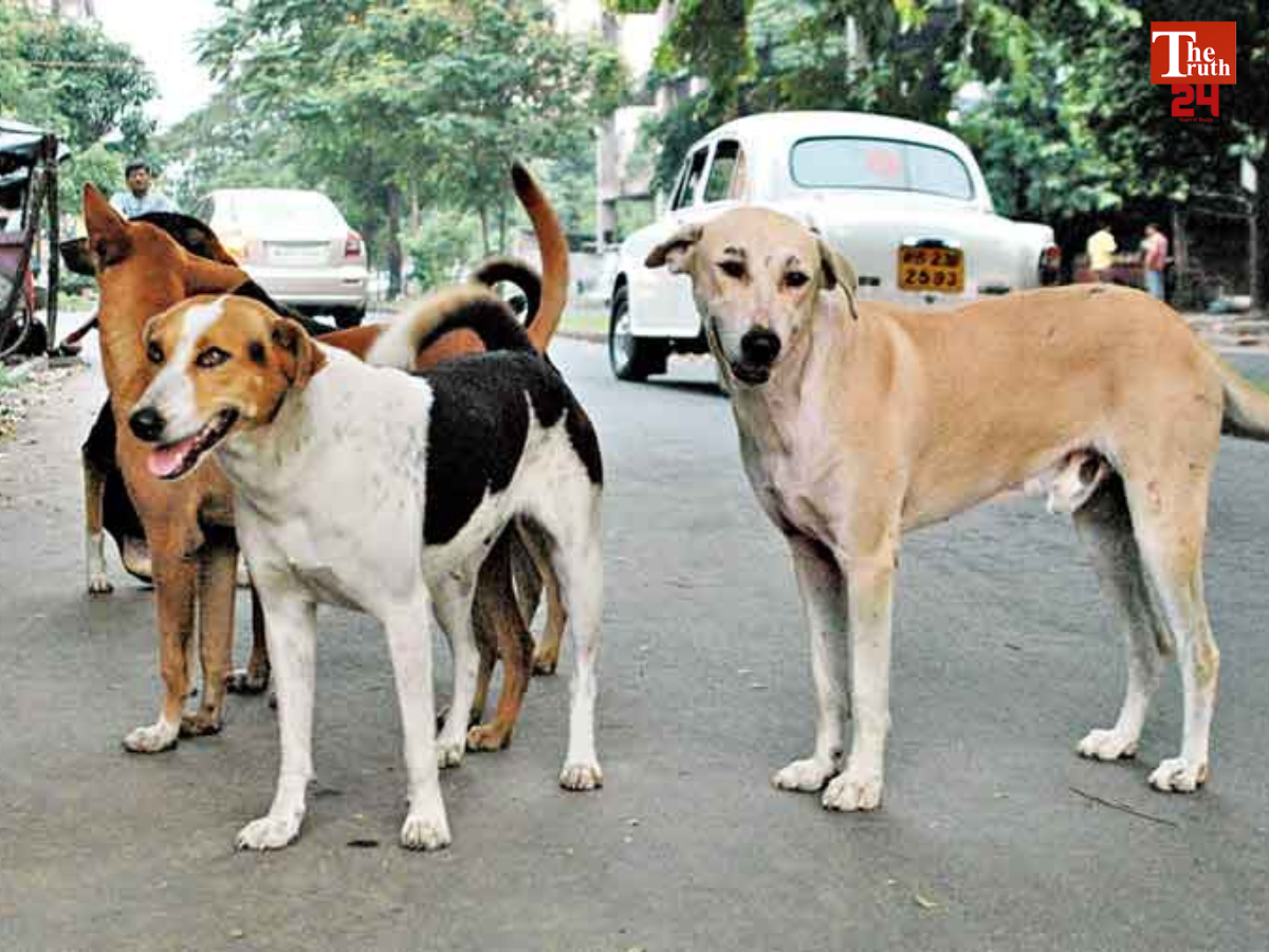 stray dogs mass killed (1)