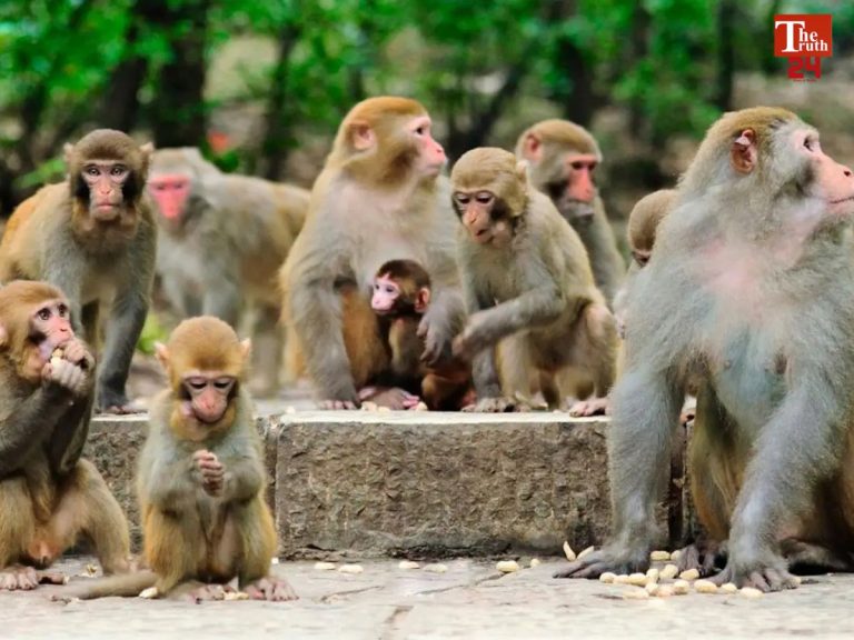 telangana monkeys