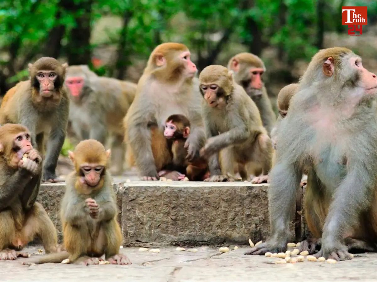 telangana monkeys