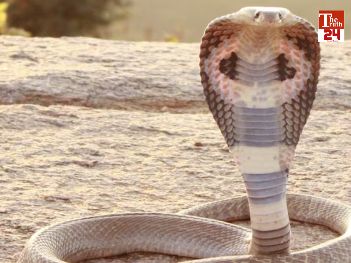 bihar snake bite death due to ojha superstition