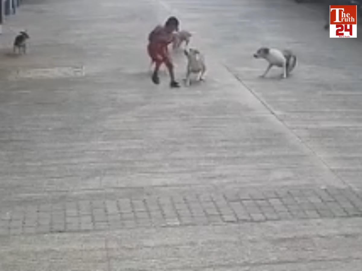 dog attack viral video