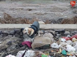 jammu Kashmir suspicious suitcase