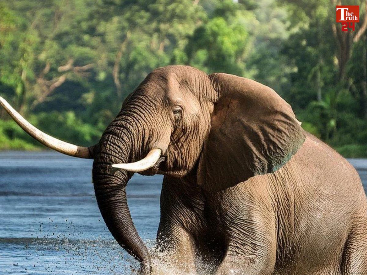 ranchi wild elephant