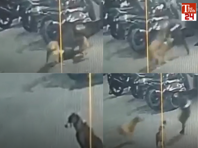 stary dog attack on child