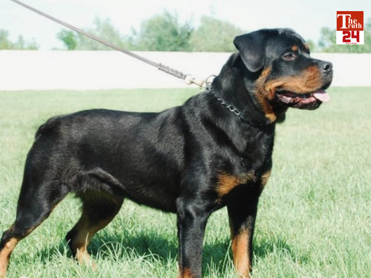 top 10 dangerous breeds know in one click