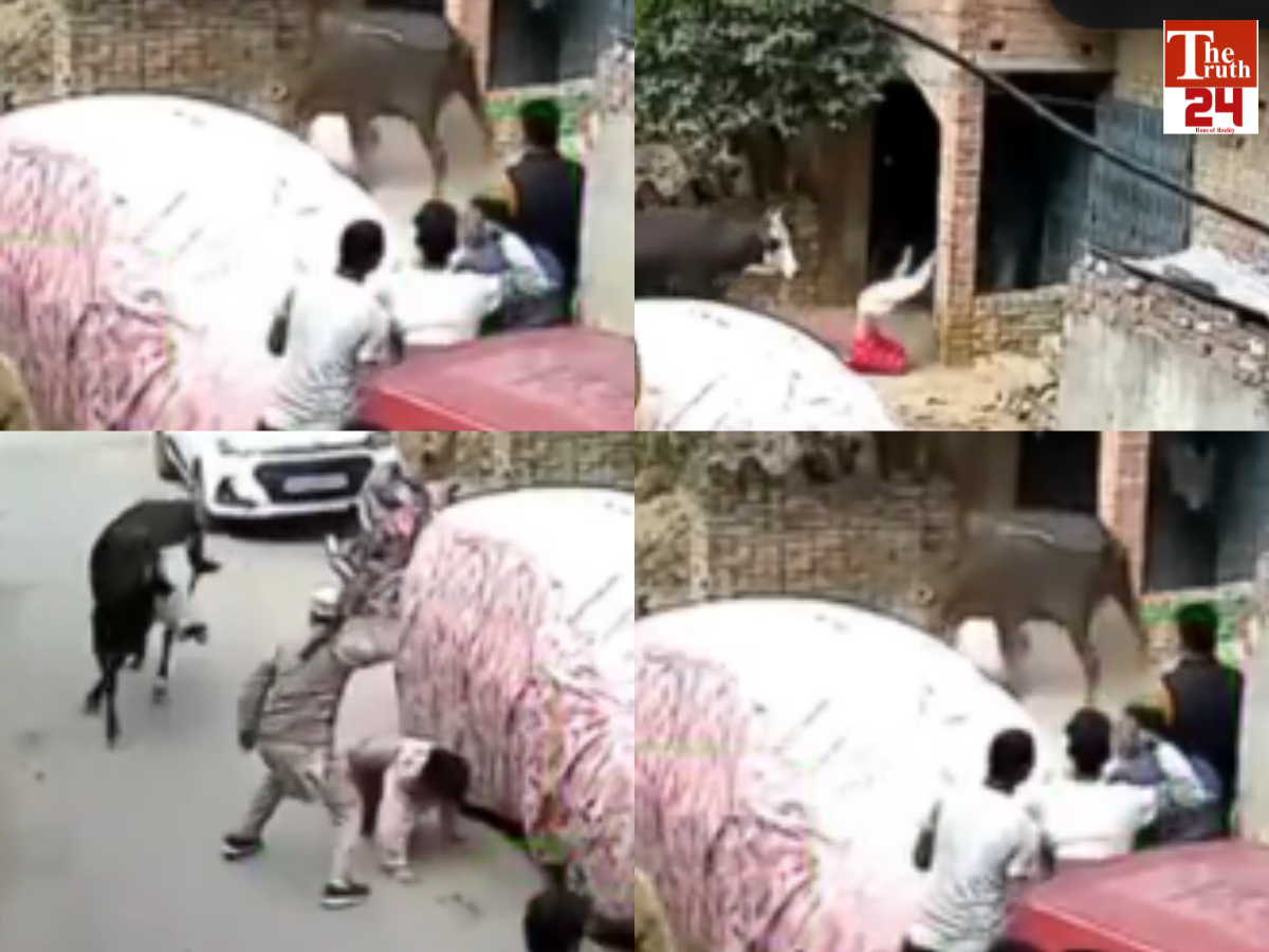 viral video of girl beaten by cow