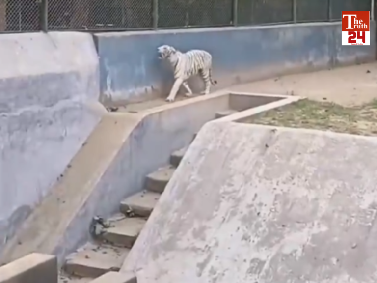 viral video of white tiger in patna zoo trending