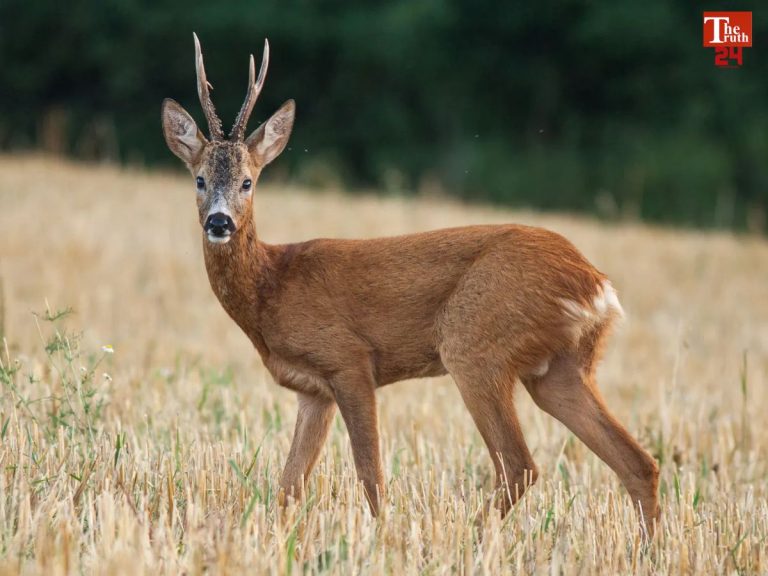 Sanjay Park incident