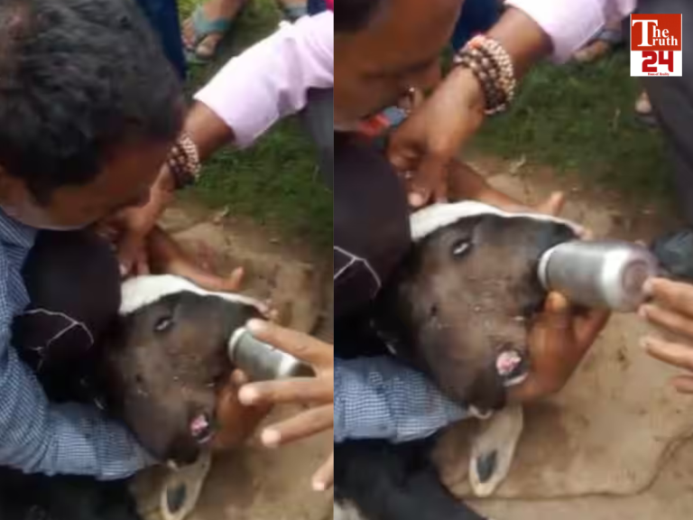 bihar two heads and four eyes calf bihar news