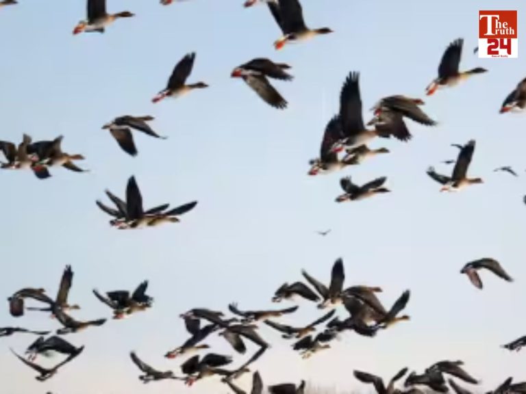 chhattisgarh bilaspur outbreak of bird flu birds avian influenza alert 22800 birds killed