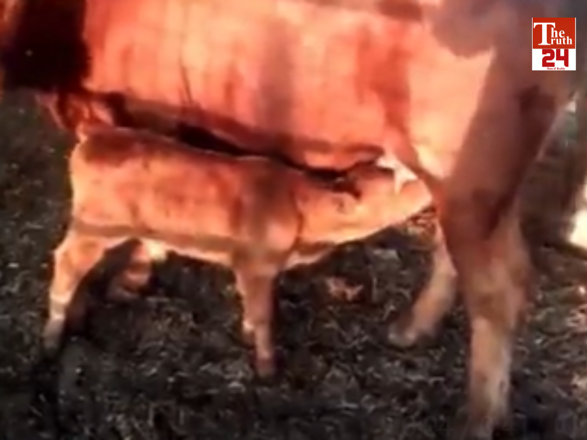 israel-red-heifer-birth-prophecy-end-of-the-world-viral-video (1)