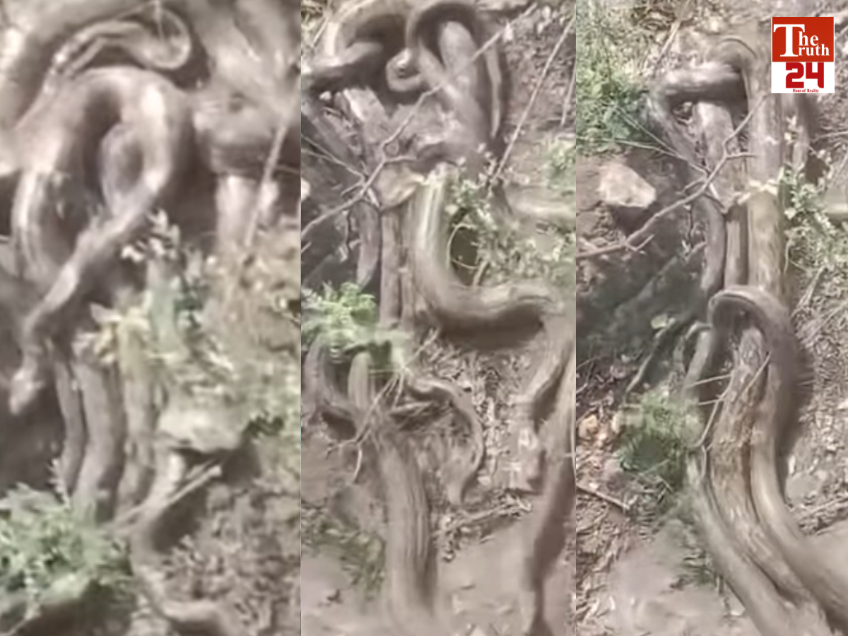 man think trees but its python snake cluster viral video of man