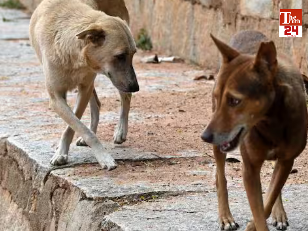 pune stray dogs killed women cctv Chakan mumbai