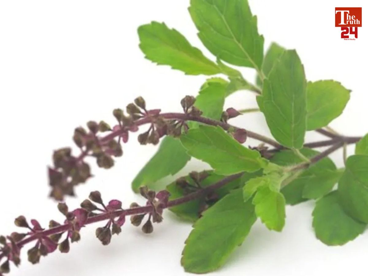 reason behind why tulsi not offered to durga