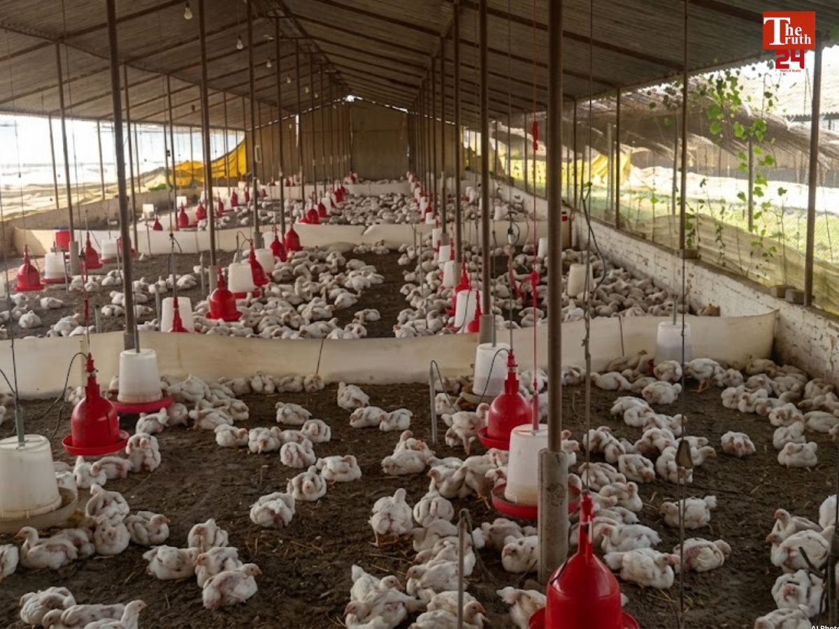 DJ loud sound chicken death