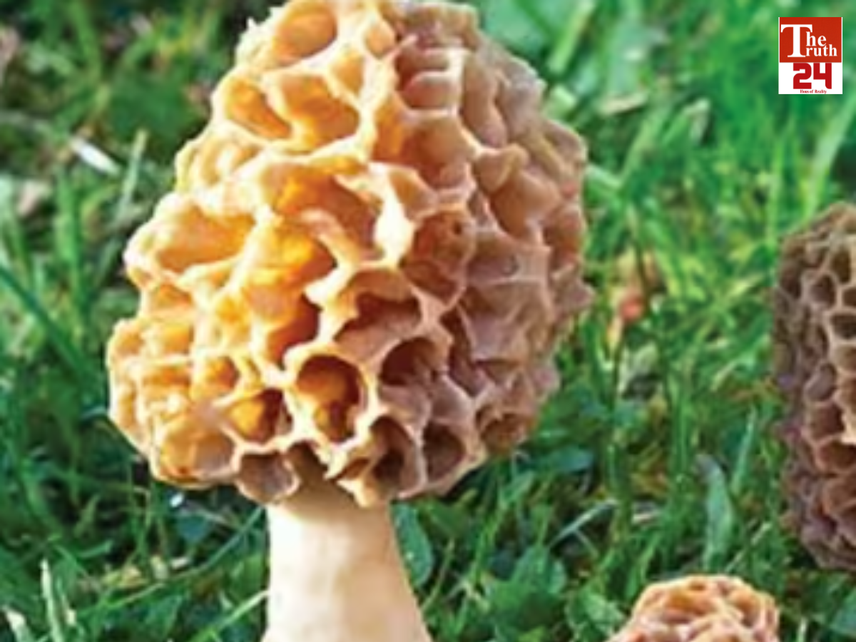 Himalayan gucchi mushroom farming farming 40000 per kg profit