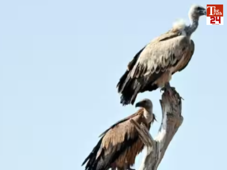 dtr 25 endangered vultures death case dudhwa buffer zone