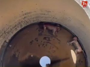 monkey bodies in water tank
