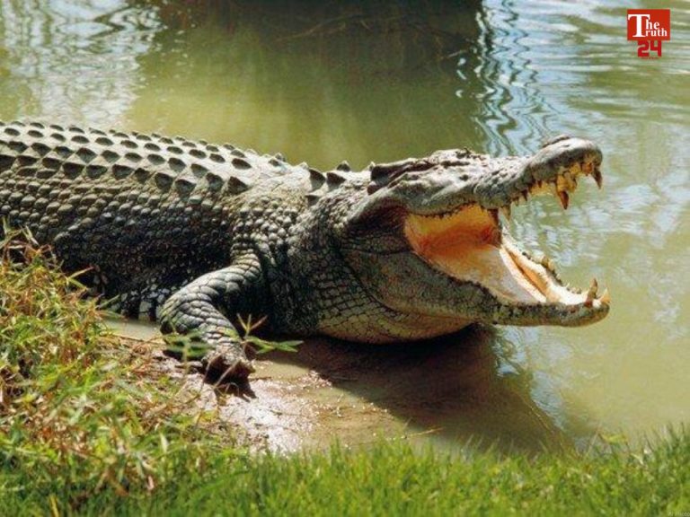 pilibhit crocodile attack
