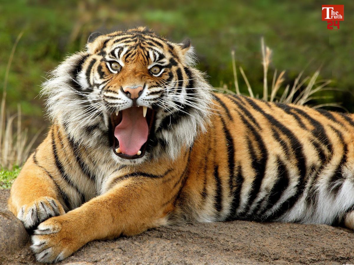 Chandrapur tiger attack