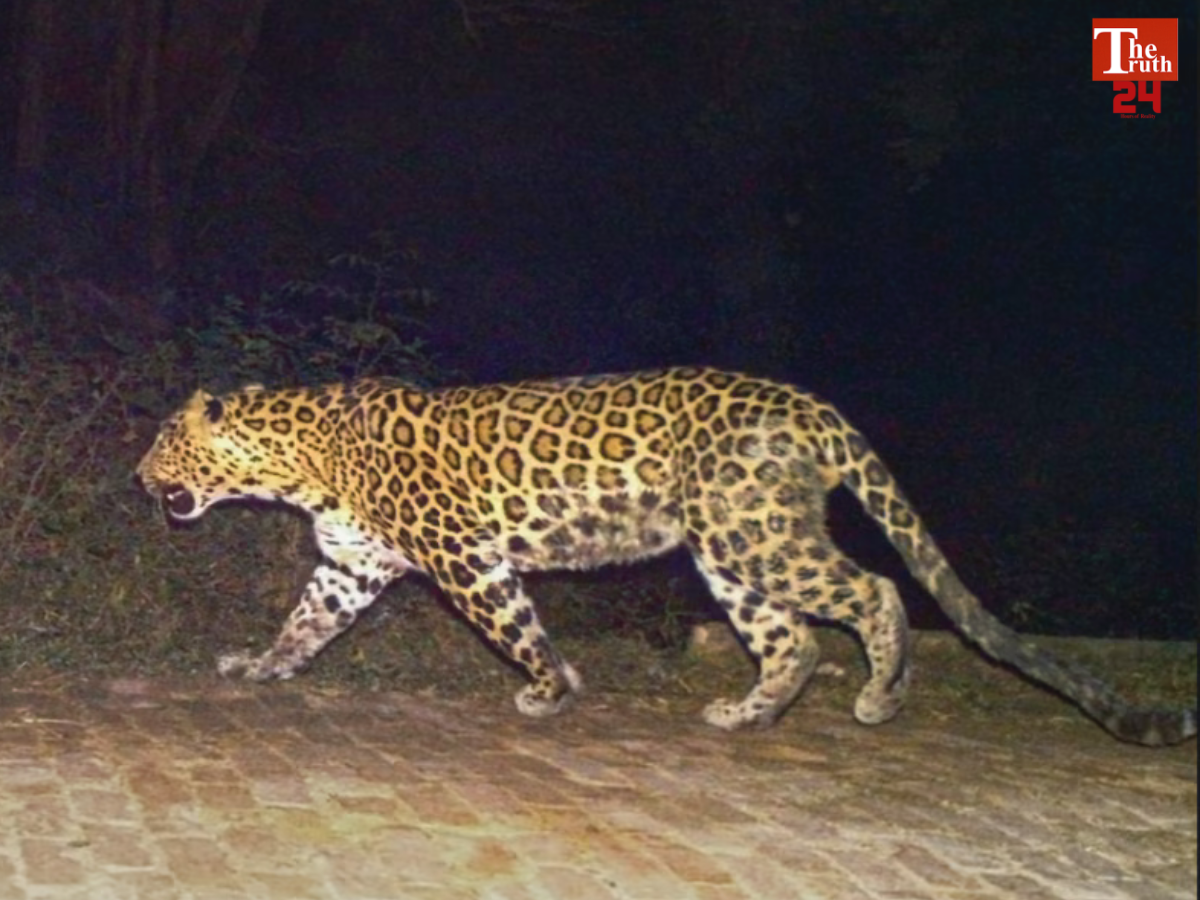 bharatpur leopard murder in front of forest department by villagers rajasthan