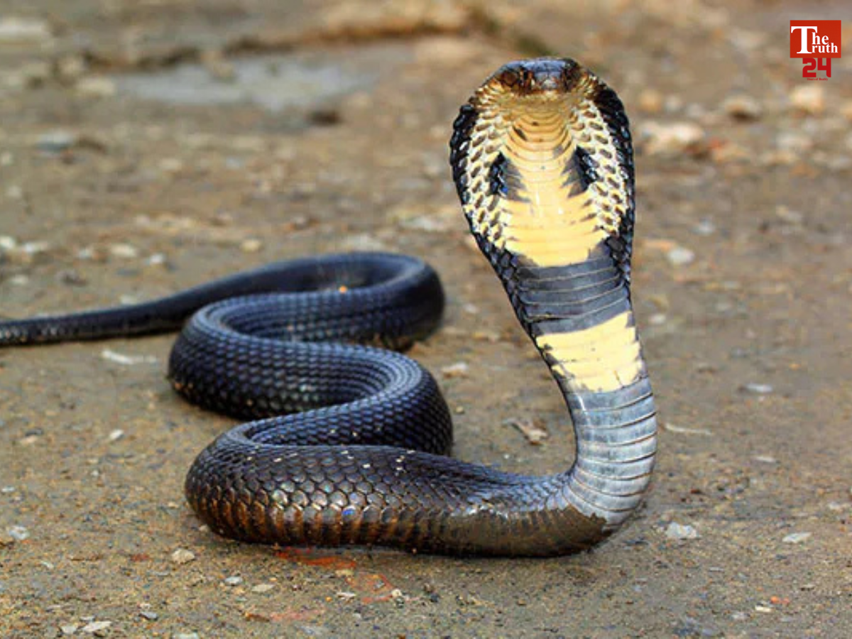 bihar cobra snake bite 10 year old boy death in hospital nawada
