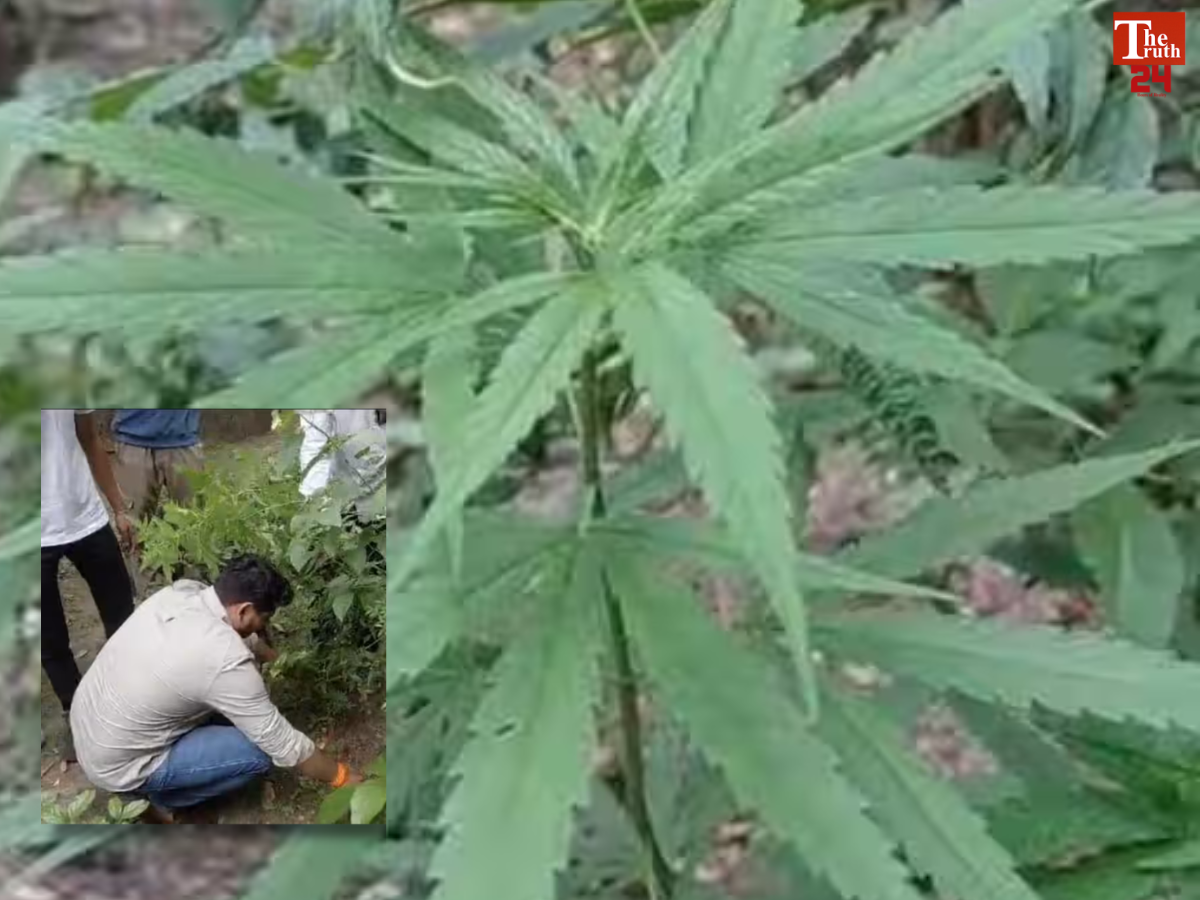 Nagpur municipal garden cannabis plants found bjp leader video