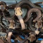 cobra snake in room