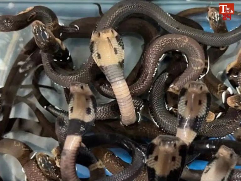 cobra snake in room