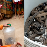 up cobra snake 25 baby found in house drum malipura