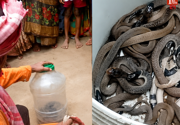 up cobra snake 25 baby found in house drum malipura