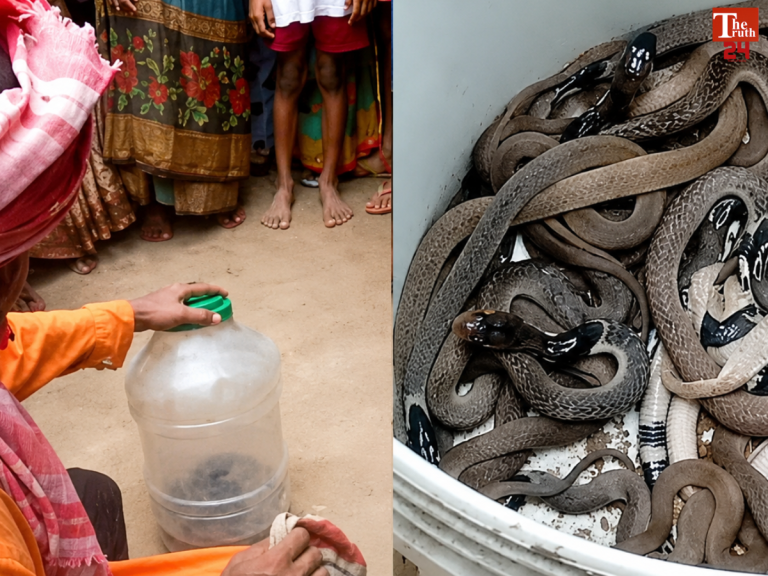 up cobra snake 25 baby found in house drum malipura